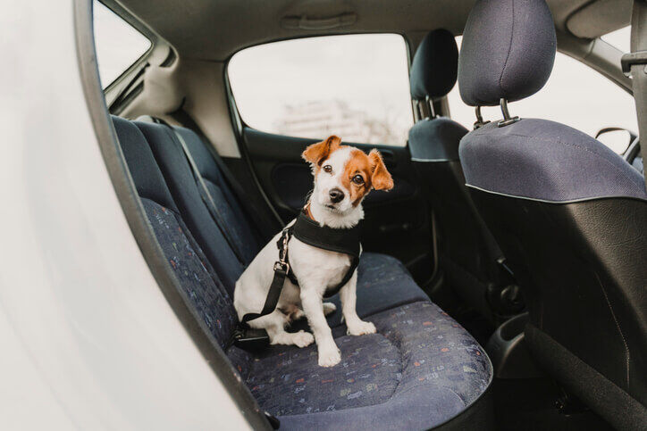 Hond veilig vervoeren auto welkoop